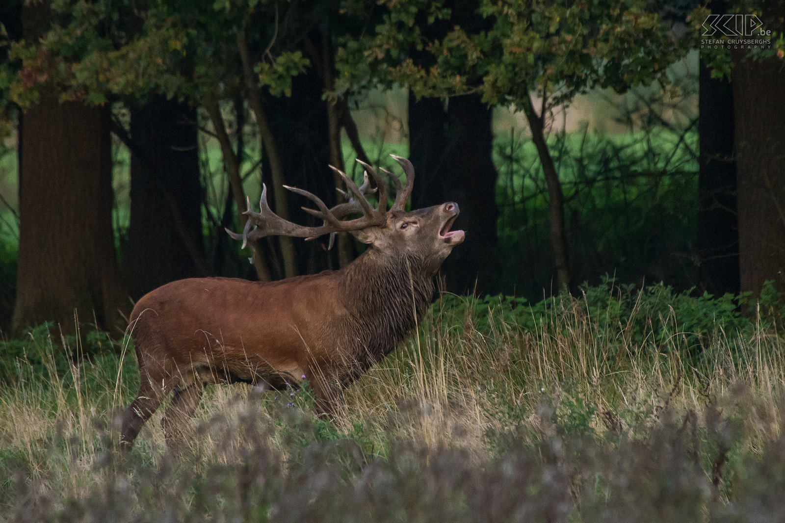 Red deer rut - Roaring red deer stag A male red deer with impressive antlers starts roaring to keep his harem of females together and to attract other hinds. Stefan Cruysberghs